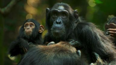 El imperio de los chimpancés 1x1